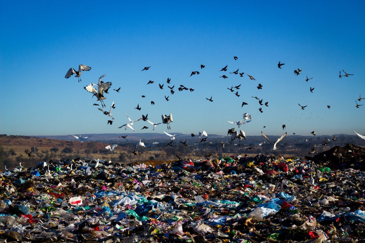 Landfill with many Birds flying around