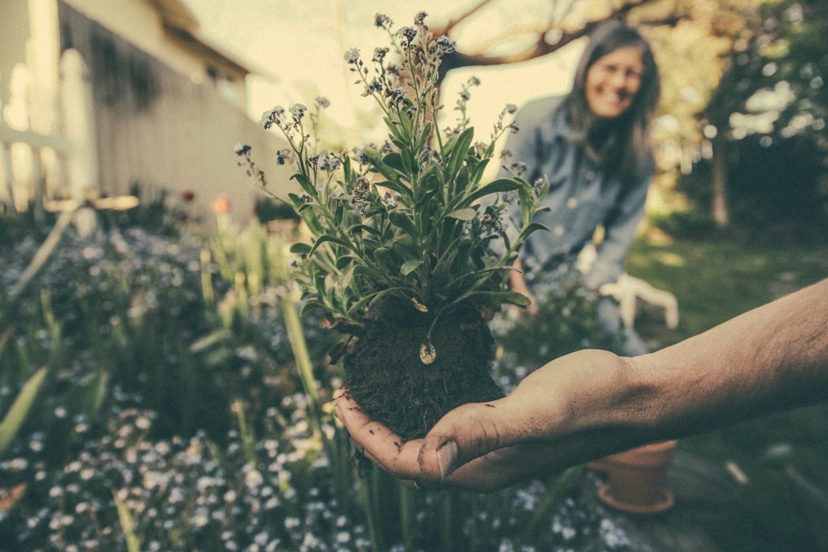 Hand holding a plant